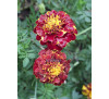 Чорнобривці Ніна  (Tagetes Nina), Насіння 